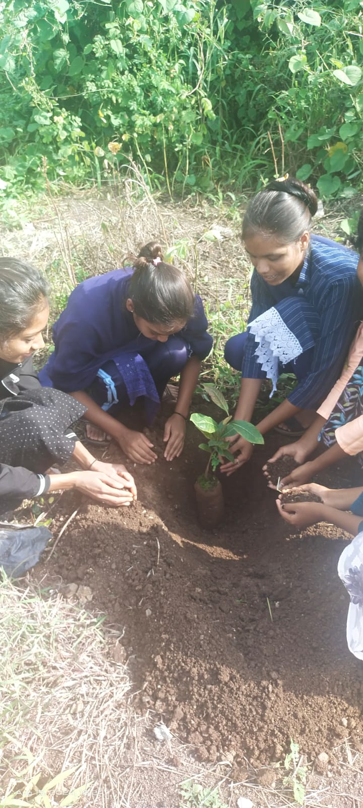 Tree Plantation